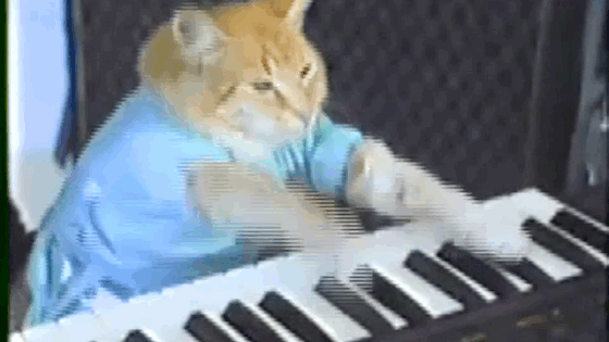 [cat typing]